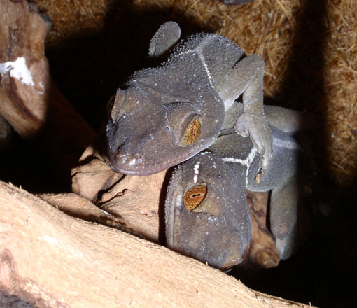 Geco Phelsuma madagascarensis