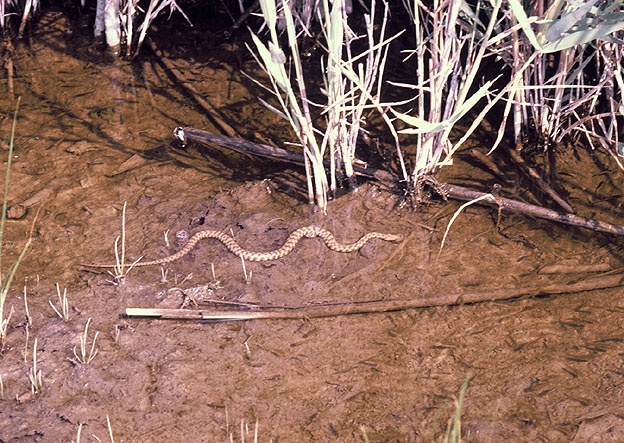 Natrix tessellata in caccia