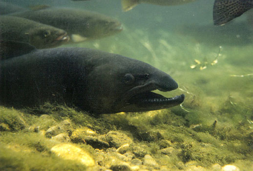 Trota Fario (Salmo trutta)