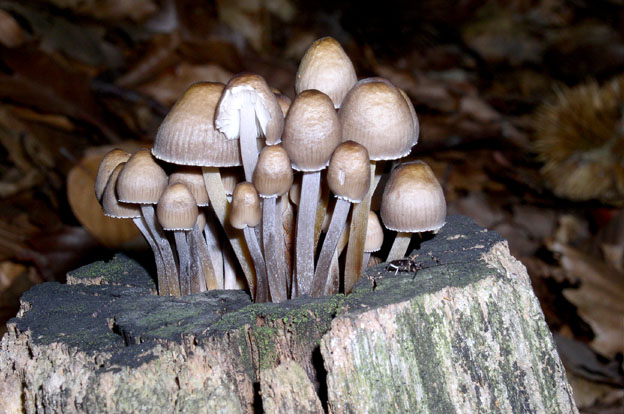 Mycena inclinata